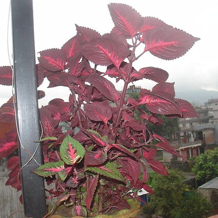 Appartement Buddhi Boutique à Pokhara Extérieur photo