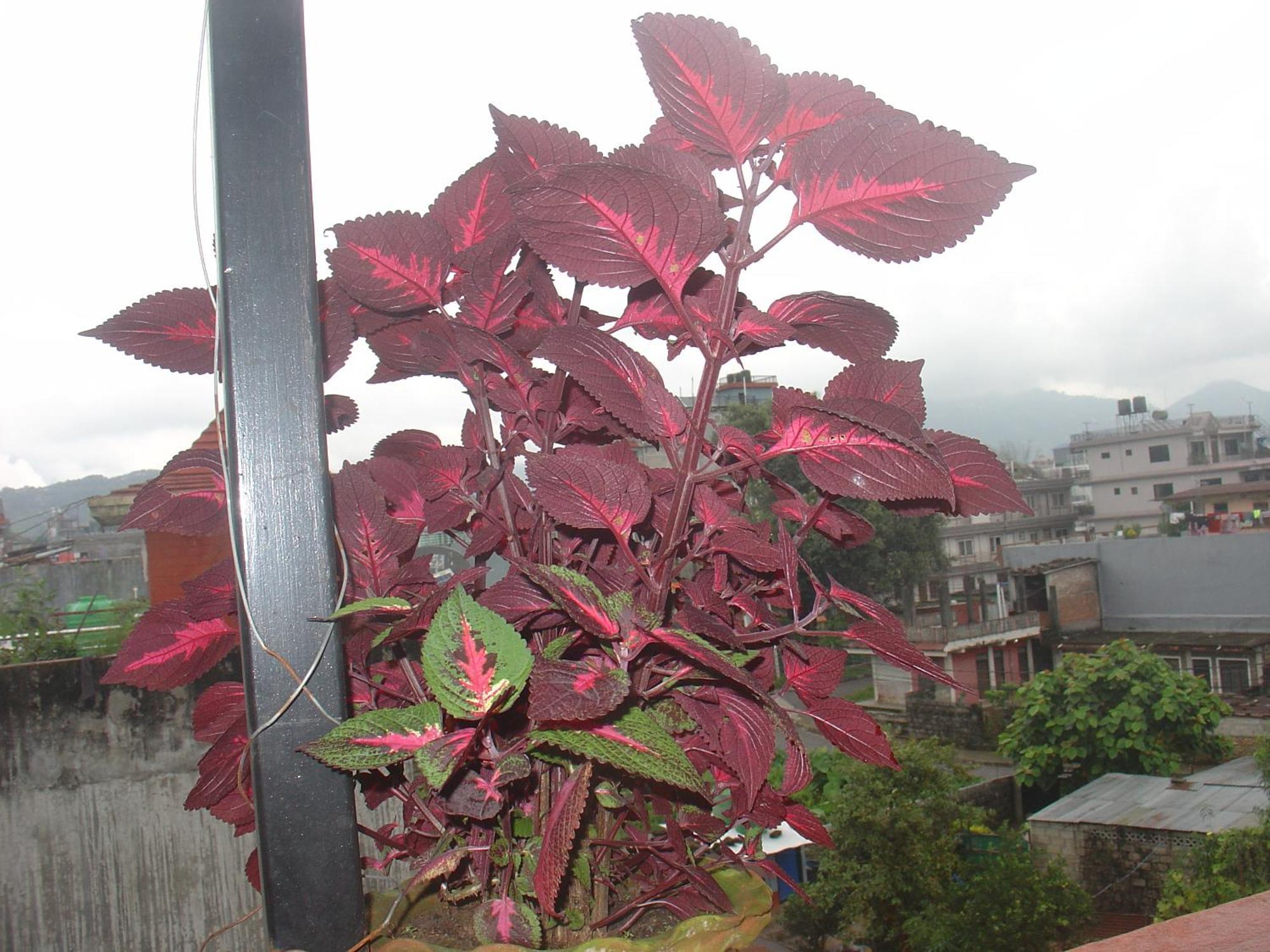 Appartement Buddhi Boutique à Pokhara Extérieur photo