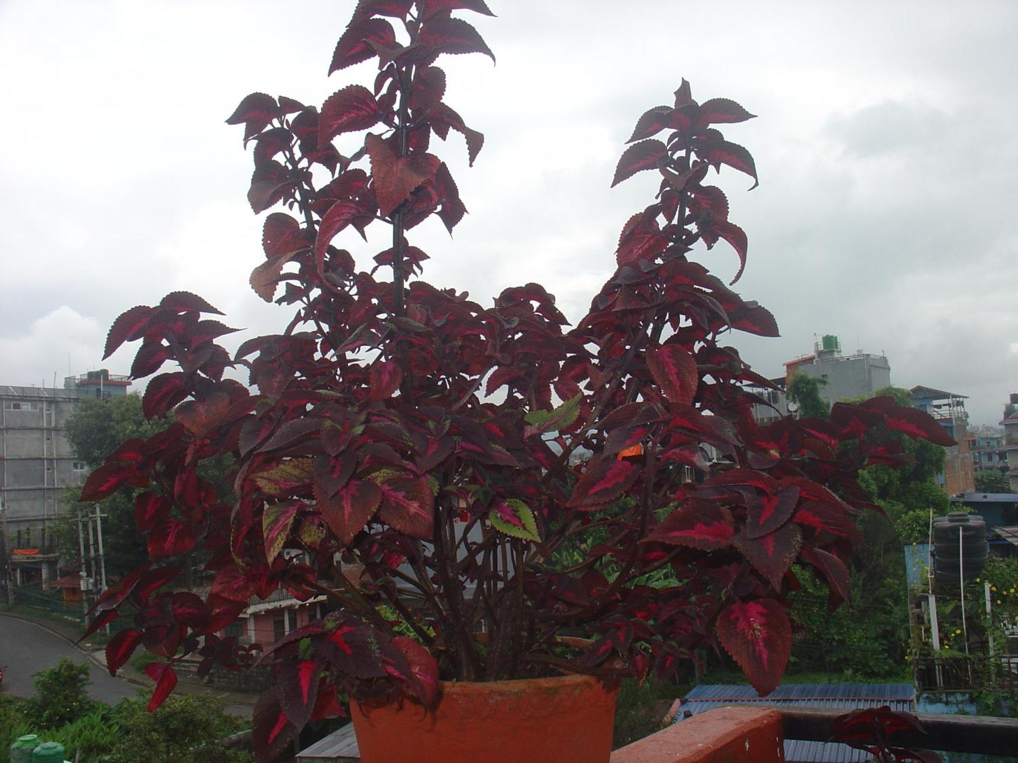 Appartement Buddhi Boutique à Pokhara Extérieur photo